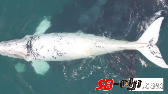 无人机拍到罕见白鲸宝宝，一岁后它们就会变黑了
