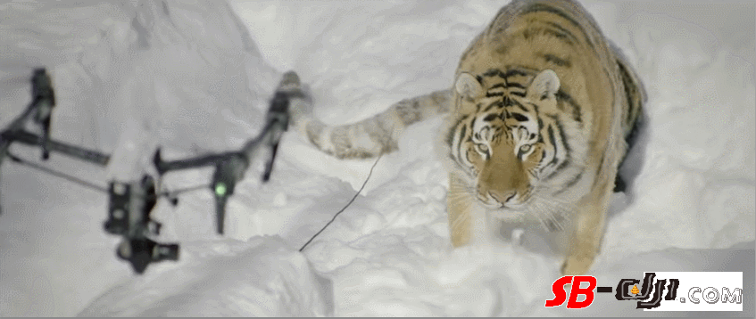 法国摄影师用无人机拍摄雪地老虎 老虎好奇心满满一路追逐