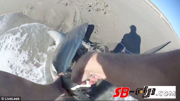 国外渔夫用无人机“垂钓” 数秒内钓到黑鳍鲨