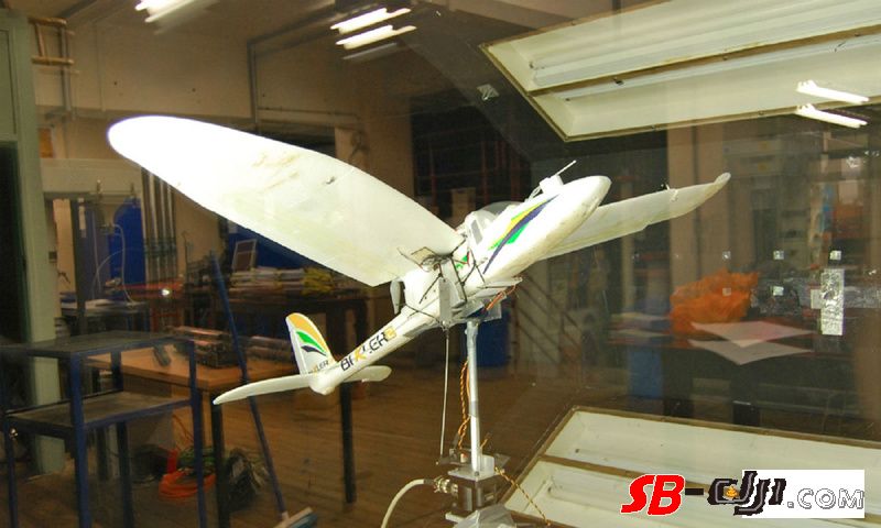 加持变形翼和人工智能，这只无人机可以像鸟一样俯冲着陆