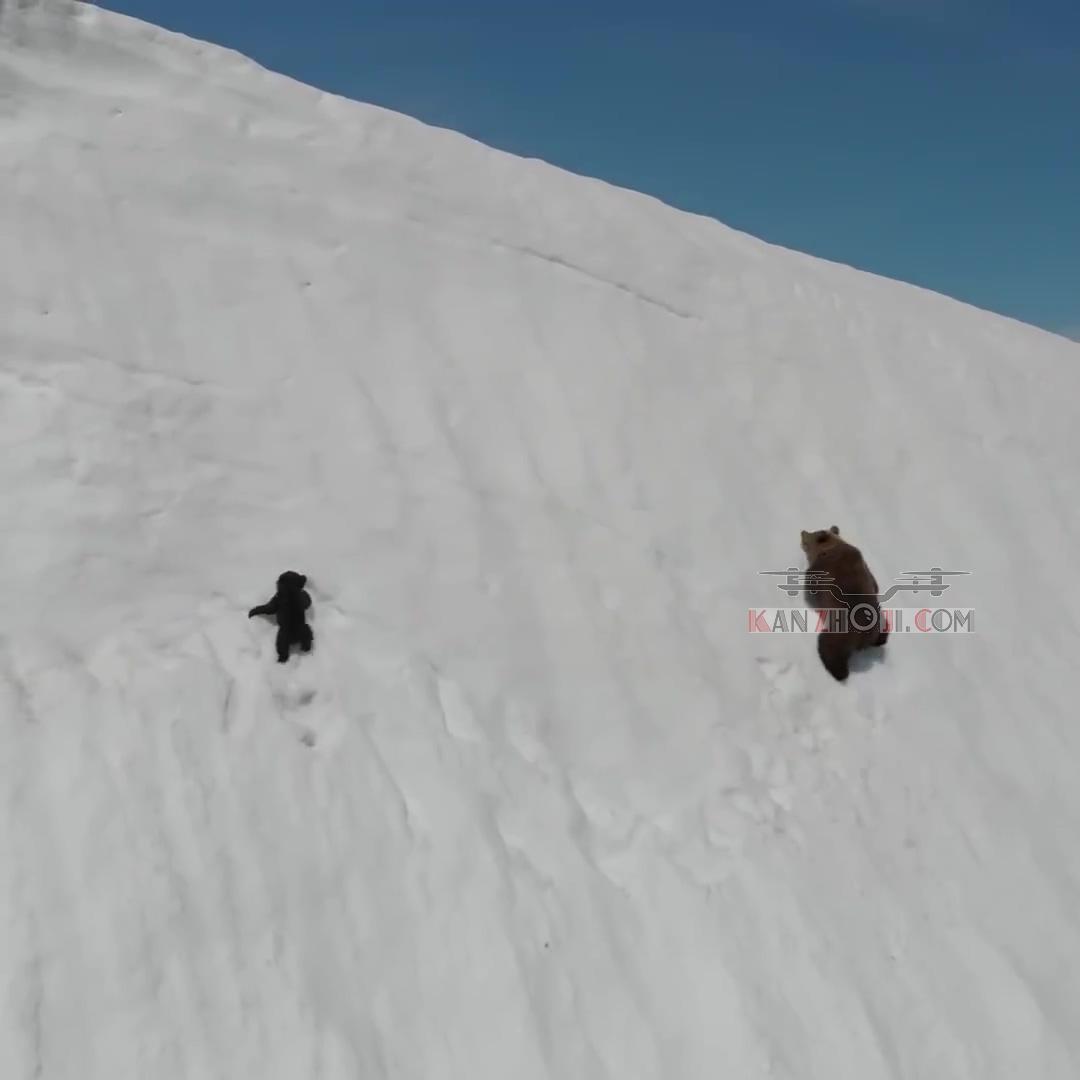 无人机跟随拍摄棕熊母子上雪坡 小熊宝宝好棒