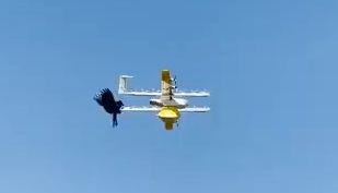澳大利亚乌鸦袭击运送咖啡的Wing无人机