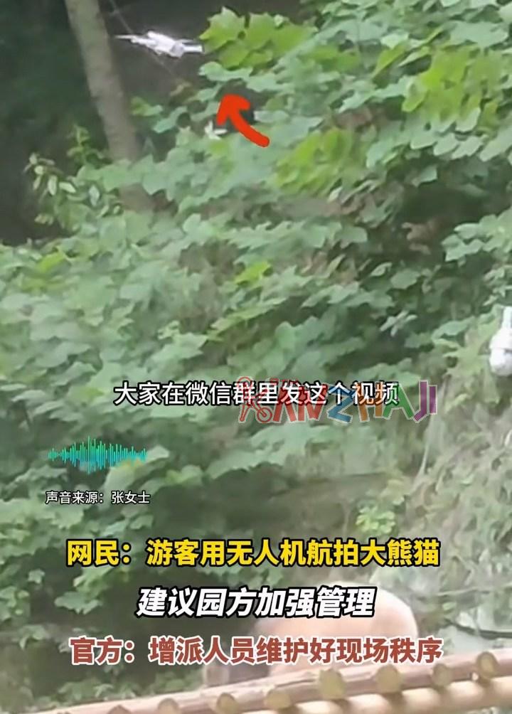 动物园有游客带大疆Mini 3无人机航拍，大熊猫被吓到爬架子