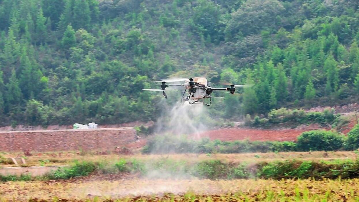 罗平首次采用无人机“飞播”油菜种